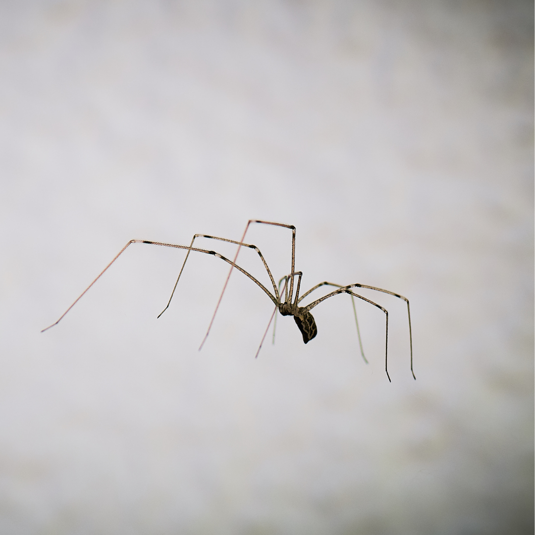 Cellar Spider Vs Daddy Long Legs - What Are You Actually Seeing