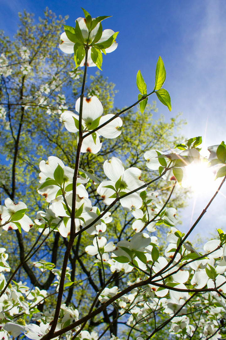 Dogwood tree and blooms.