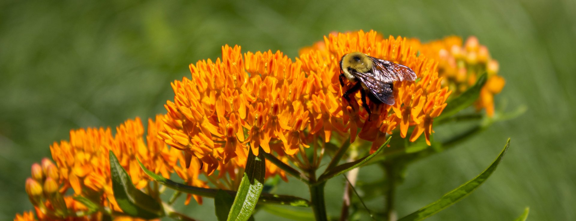 Bumblebee on asclepias tuberosa.