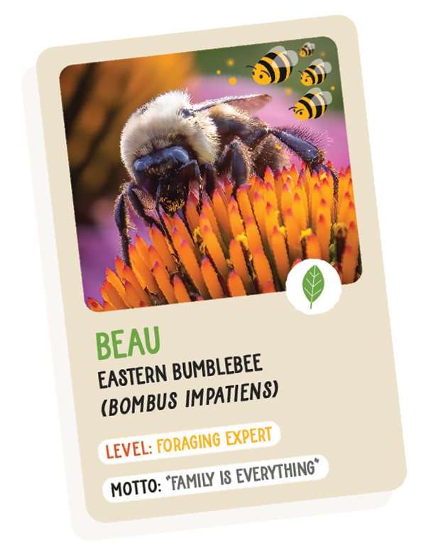 Trading card of Beau, the eastern bumblebee.