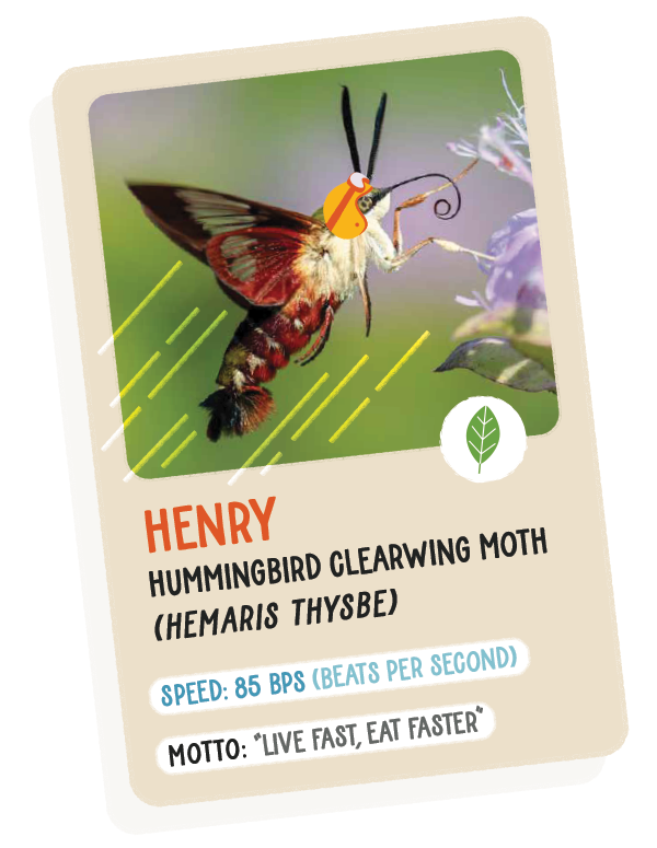 Trading card of Henry, the hummingbird clearwing moth.